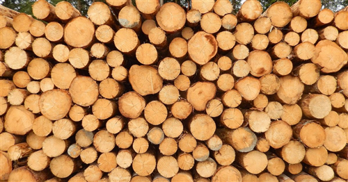 Avviso di vendita legname da ardere (faggio e betulla).